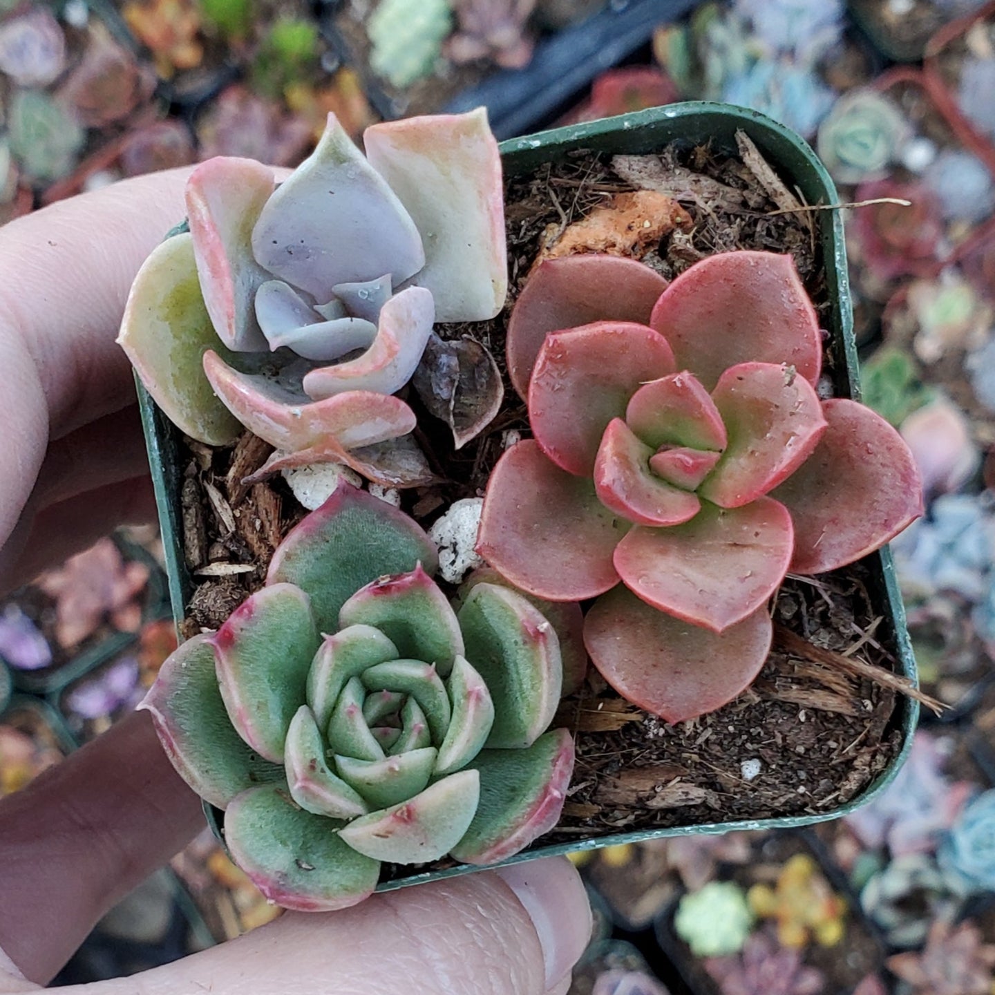 Echeveria Mix (Pink, Red & Green)